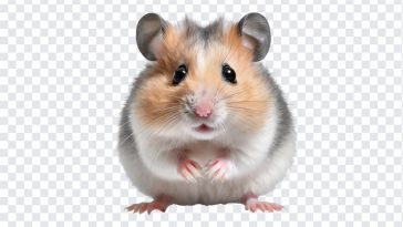 Hamster, Animal, Hamster PNG, Animal Control, Mouse, PNG, PNG Images, Transparent Files, png free, png file, Free PNG, png download,