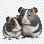 Hamsters, Animal PNG, Hamsters PNG, Hamster, Animal Control, Pet Animals, Pets, PNG, PNG Images, Transparent Files, png free, png file, Free PNG, png download,