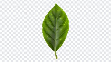 Leaf, Nature, Leaf PNG, Natural, Earth Day, PNG, PNG Images, Transparent Files, png free, png file, Free PNG, png download,