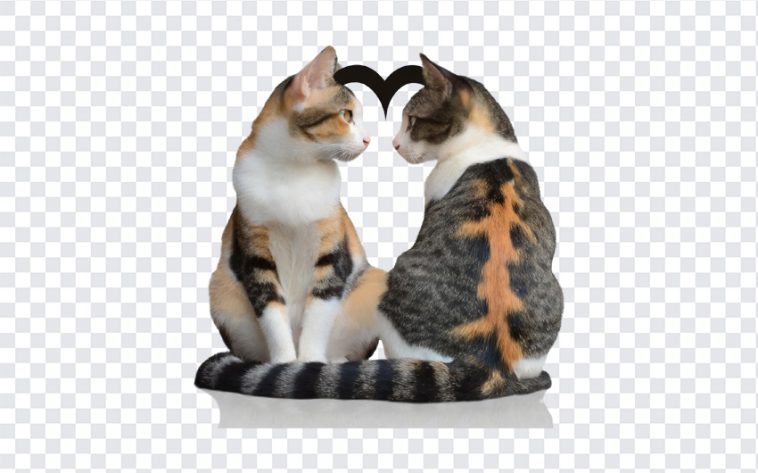 Loving Cats, Loving, Loving Cats PNG, Cats PNG, Cats, PNG, PNG Images, Transparent Files, png free, png file, Free PNG, png download,