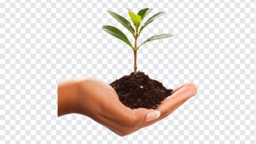 Plant In Hand, Plant In, Plant In Hand PNG, Plant, Hand PNG, PNG, PNG Images, Transparent Files, png free, png file, Free PNG, png download,