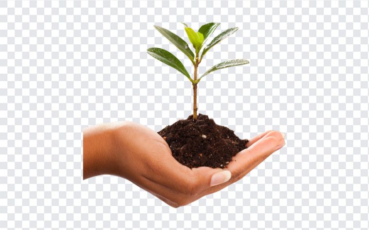 Plant In Hand, Plant In, Plant In Hand PNG, Plant, Hand PNG, PNG, PNG Images, Transparent Files, png free, png file, Free PNG, png download,