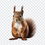 Squirrel, Animal, Squirrel PNG, Wild Life, PNG, PNG Images, Transparent Files, png free, png file, Free PNG, png download,