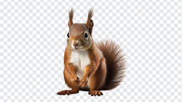 Squirrel, Animal, Squirrel PNG, Wild Life, PNG, PNG Images, Transparent Files, png free, png file, Free PNG, png download,