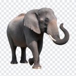 Wild Elephant, Wild, Wild Elephant PNG, Elephant PNG, Animal PNG, Animals, PNG, PNG Images, Transparent Files, png free, png file, Free PNG, png download,