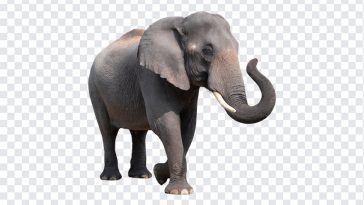 Wild Elephant, Wild, Wild Elephant PNG, Elephant PNG, Animal PNG, Animals, PNG, PNG Images, Transparent Files, png free, png file, Free PNG, png download,