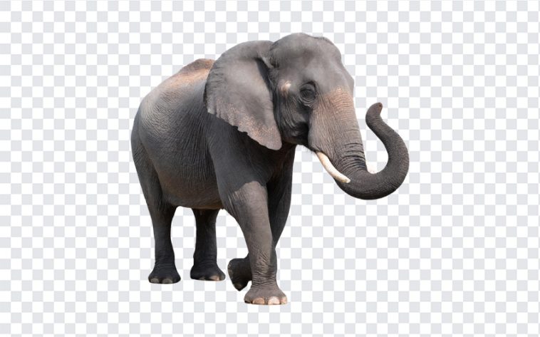 Wild Elephant, Wild, Wild Elephant PNG, Elephant PNG, Animal PNG, Animals, PNG, PNG Images, Transparent Files, png free, png file, Free PNG, png download,