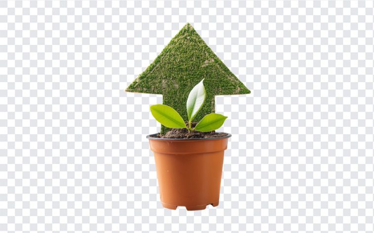 Growth Plant, Growth, Growth Plant PNG, Plant PNG, PNG, PNG Images, Transparent Files, png free, png file, Free PNG, png download,