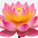 Lotus Flower Vesak Day, Lotus Flower Vesak, Lotus Flower Vesak Day PNG, Lotus Flower, Vesak Day PNG, PNG, PNG Images, Transparent Files, png free, png file, Free PNG, png download,