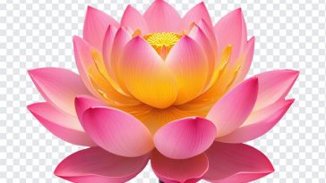 Lotus Flower Vesak Day, Lotus Flower Vesak, Lotus Flower Vesak Day PNG, Lotus Flower, Vesak Day PNG, PNG, PNG Images, Transparent Files, png free, png file, Free PNG, png download,