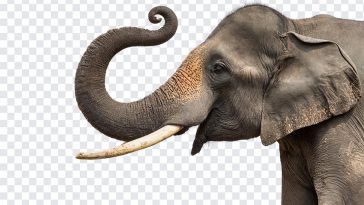 Majestic Elephant, Majestic, Majestic Elephant PNG, Elephant PNG, PNG, PNG Images, Transparent Files, png free, png file, Free PNG, png download,