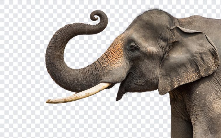 Majestic Elephant, Majestic, Majestic Elephant PNG, Elephant PNG, PNG, PNG Images, Transparent Files, png free, png file, Free PNG, png download,