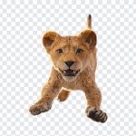 Mufasa, The Lion King, Mufasa PNG, Mufasa Movie, Simba, Lion, Lion Cub PNG, Cub, PNG, PNG Images, Transparent Files, png free, png file, Free PNG, png download,