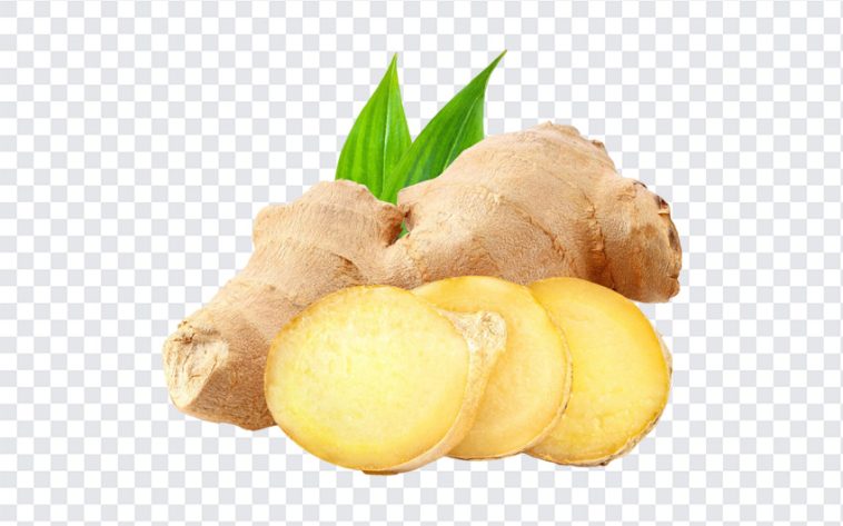 Ginger with leaves, Ginger with leaves PNG, Ginger PNG, Ginger Benefits, PNG, PNG Images, Transparent Files, png free, png file, Free PNG, png download,