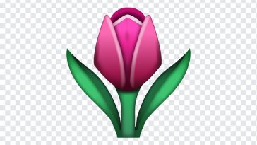 Tulip Emoji, Tulip, Tulip Flower, Tuplip Flower Emoji, Tulip Emoji PNG, iOS Emoji, iphone emoji, Emoji PNG, iOS Emoji PNG, Apple Emoji, Apple Emoji PNG, PNG, PNG Images, Transparent Files, png free, png file, Free PNG, png download,