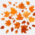 Fall Leaves, Fall, Fall Leaves PNG, Leaves, Leaf, Orange, PNG, PNG Images, Transparent Files, png free, png file, Free PNG, png download,