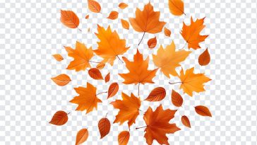 Fall Leaves, Fall, Fall Leaves PNG, Leaves, Leaf, Orange, PNG, PNG Images, Transparent Files, png free, png file, Free PNG, png download,