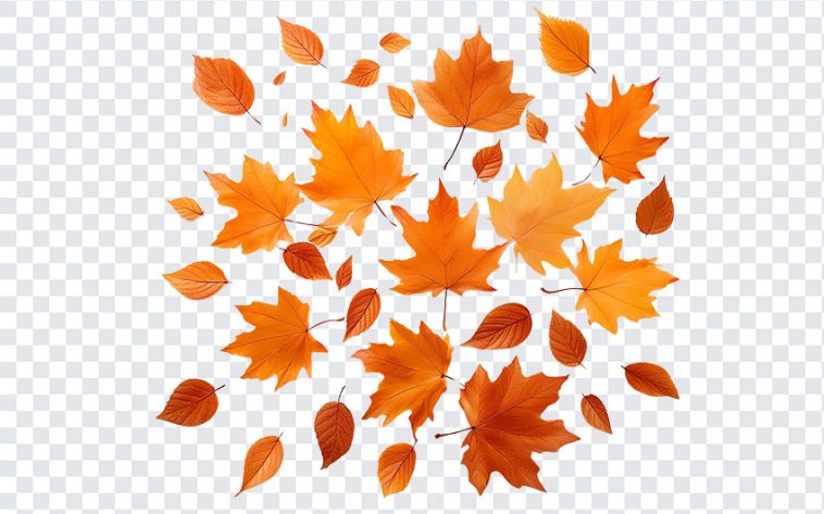 Fall Leaves, Fall, Fall Leaves PNG, Leaves, Leaf, Orange, PNG, PNG Images, Transparent Files, png free, png file, Free PNG, png download,