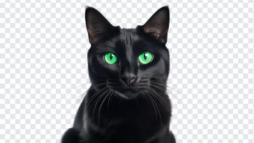 Green Eye Black Cat, Green Eye Black, Green Eye Black Cat PNG, Green Eye, Black Cat PNG, Cat PNG, PNG, PNG Images, Transparent Files, png free, png file, Free PNG, png download,