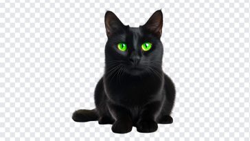 Halloween Black Cat, Halloween Black Cat PNG, Halloween, Black Cat PNG, Halloween PNG, Cat PNG, PNG, PNG Images, Transparent Files, png free, png file, Free PNG, png download,