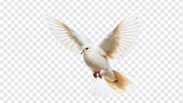 Dove, Peace, Dove PNG, White Dove, Birds PNG, Bird, PNG, PNG Images, Transparent Files, png free, png file, Free PNG, png download,