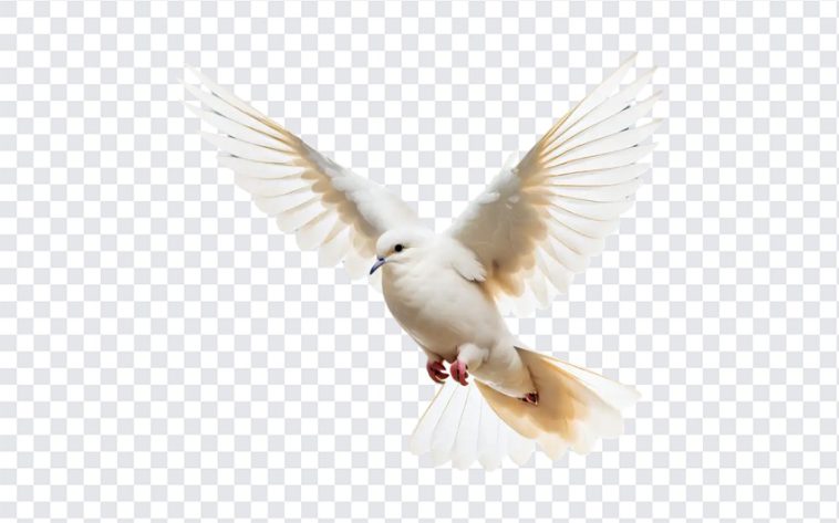 Dove, Peace, Dove PNG, White Dove, Birds PNG, Bird, PNG, PNG Images, Transparent Files, png free, png file, Free PNG, png download,