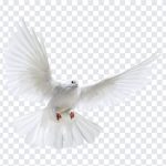White Dove, White, White Dove PNG, Dove PNG, Peace, PNG, PNG Images, Transparent Files, png free, png file, Free PNG, png download,