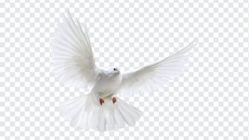 White Dove, White, White Dove PNG, Dove PNG, Peace, PNG, PNG Images, Transparent Files, png free, png file, Free PNG, png download,