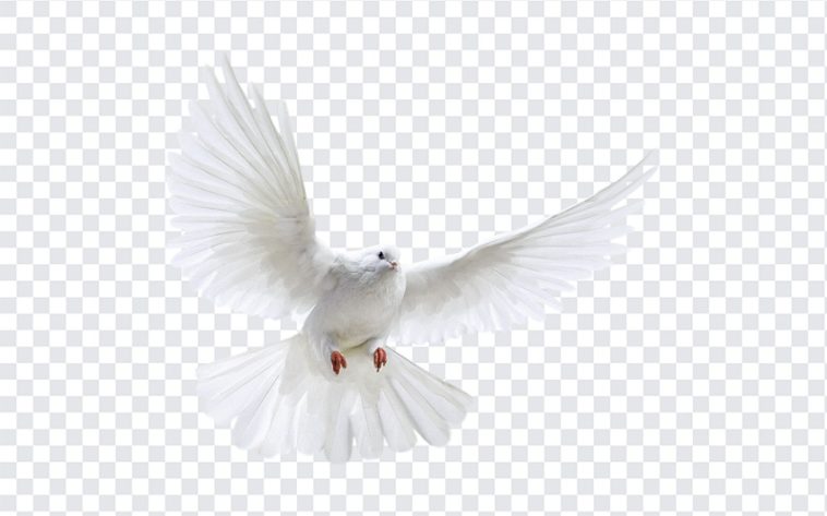 White Dove, White, White Dove PNG, Dove PNG, Peace, PNG, PNG Images, Transparent Files, png free, png file, Free PNG, png download,