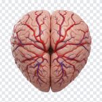 3D Heart Shaped Brain, 3D Heart Shaped, 3D Heart Shaped Brain PNG, 3D Heart, Brain PNG, Heart, PNG, PNG Images, Transparent Files, png free, png file, Free PNG, png download,