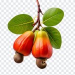 Cashew Fruit, Cashew, Cashew Fruit PNG, Kaju Puhulan, Asia, Srilanka, PNG, PNG Images, Transparent Files, png free, png file, Free PNG, png download,