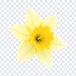 Daffodil Flower Transparent, Daffodil Flower, Daffodil Flower Transparent PNG, Daffodil, PNG, PNG Images, Transparent Files, png free, png file, Free PNG, png download,