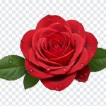 Red Rose Flower, Red Rose, Red Rose Flower PNG, Red, Flower PNG, Rose PNG, Valentines, PNG, PNG Images, Transparent Files, png free, png file, Free PNG, png download,