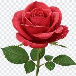 Red Rose Transparent, Red Rose, Red Rose Transparent PNG, Rose Transparent PNG, Rose PNG, Flower PNG, Red, PNG, PNG Images, Transparent Files, png free, png file, Free PNG, png download,