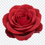 Red Rose with Dews, Red Rose PNG, Red Rose with Dews PNG, Red Rose, Rose PNG, Flowers PNG, PNG, PNG Images, Transparent Files, png free, png file, Free PNG, png download,