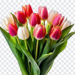 Spring Tulip Bouquet, Spring Tulip, Spring Tulip Bouquet PNG, Spring, Bouquet PNG, Tulip Bouquet PNG, Tulip Flowers, PNG, PNG Images, Transparent Files, png free, png file, Free PNG, png download,
