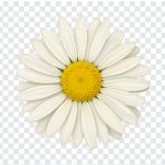 Illustrated Daisy Flower, Daisy Flower PNG, Flower PNG, Illustrated Daisy, Illustrated Daisy Flower PNG, Illustrated, PNG, PNG Images, Transparent Files, png free, png file, Free PNG, png download,