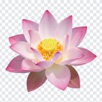 Lotus Flower, Lotus, Lotus Flower PNG, Flower PNG, PNG, PNG Images, Transparent Files, png free, png file, Free PNG, png download,