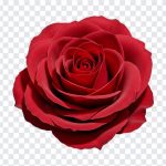 Red Rose, Red, Red Rose PNG, Rose PNG, Flower PNG, PNG, PNG Images, Transparent Files, png free, png file, Free PNG, png download,
