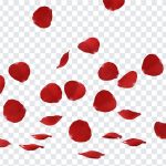 Rose Petals Falling, Rose Petals, Rose Petals Falling PNG, Flowers PNG, Petals Falling PNG, Rose, PNG, PNG Images, Transparent Files, png free, png file, Free PNG, png download,
