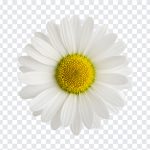Spring Daisy, Spring Daisy Flower, Flower PNG, Spring, Spring Daisy PNG, Daisy PNG, Daisy Flower PNG, PNG, PNG Images, Transparent Files, png free, png file, Free PNG, png download,