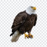 Bald Eagle, Bald, Bald Eagle PNG, Eagle PNG, Birds PNG, USA Bald Eagle, PNG, PNG Images, Transparent Files, png free, png file, Free PNG, png download,
