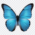 Blue Butterfly, Insects, Animals, Transparent Butterfly PNG, Blue, Blue Butterfly PNG, Butterfly PNG, PNG, PNG Images, Transparent Files, png free, png file, Free PNG, png download,