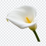 Calla Lily, Calla, Calla Lily PNG, Flower PNG, Lily Flower PNG, PNG, PNG Images, Transparent Files, png free, png file, Free PNG, png download,