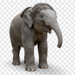 Adorable baby elephant PNG with transparent background