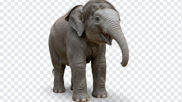 Adorable baby elephant PNG with transparent background