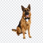 German Shepherd Wedding Dog, German Shepherd Wedding, Dog PNG, Wedding, German Shepherd Wedding Dog PNG, German Shepherd, Wedding Dog PNG, PNG, PNG Images, Transparent Files, png free, png file, Free PNG, png download,