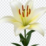 Lily Flower, Lily, Flowers, Lily Flower PNG, Flower PNG, PNG, PNG Images, Transparent Files, png free, png file, Free PNG, png download,