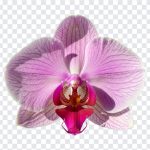 Orchid Flower, Flower PNG, Orchid, Phalaenopsis Orchid Flower, Phalaenopsis Orchid, Phalaenopsis Orchid Flower PNG, Phalaenopsis, PNG, PNG Images, Transparent Files, png free, png file, Free PNG, png download,