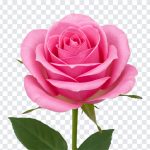Pink Rose Flower, Flowers, Rose PNG, Pink Rose, Flower PNG, Pink Rose Flower PNG, Pink, PNG, PNG Images, Transparent Files, png free, png file, Free PNG, png download,